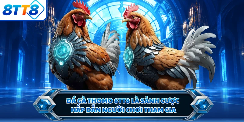 Đá gà Thomo 8TT8 là sảnh cược hấp dẫn người chơi tham gia